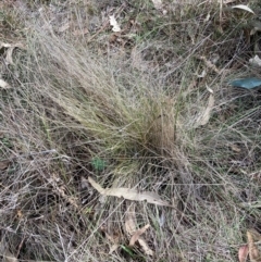 Nassella trichotoma at Mount Majura - 17 Jun 2024