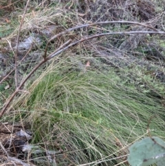 Nassella trichotoma at Mount Majura - 17 Jun 2024