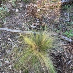 Nassella trichotoma (Serrated Tussock) at Mount Majura - 17 Jun 2024 by waltraud