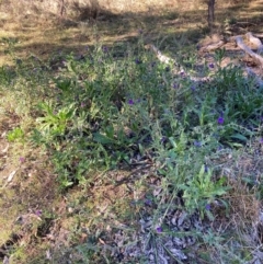 Echium plantagineum (Paterson's Curse) at Mount Majura - 17 Jun 2024 by waltraud