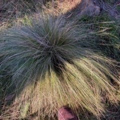 Nassella trichotoma (Serrated Tussock) at Mount Majura - 17 Jun 2024 by waltraud