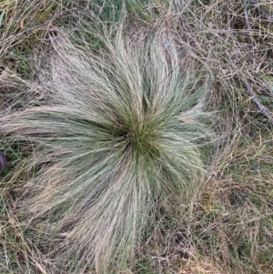 Nassella trichotoma at Mount Majura - 17 Jun 2024