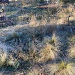 Nassella trichotoma at Mount Majura - 17 Jun 2024