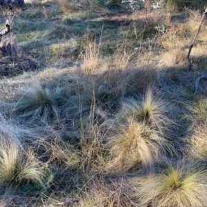 Nassella trichotoma at Mount Majura - 17 Jun 2024