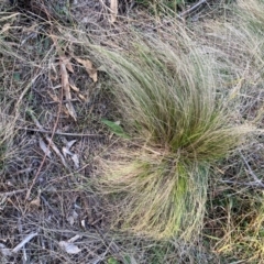 Nassella trichotoma at Mount Majura - 17 Jun 2024