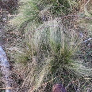 Nassella trichotoma at Mount Majura - 17 Jun 2024