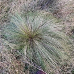 Nassella trichotoma (Serrated Tussock) at Mount Majura - 17 Jun 2024 by waltraud