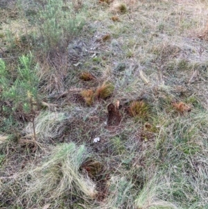 Nassella trichotoma at Mount Majura - 17 Jun 2024