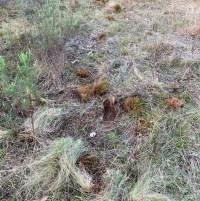 Nassella trichotoma (Serrated Tussock) at Mount Majura - 17 Jun 2024 by waltraud