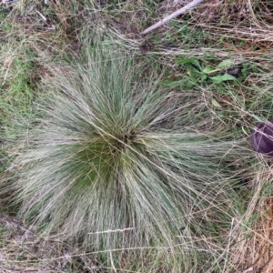 Nassella trichotoma at Mount Majura - 17 Jun 2024