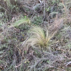 Nassella trichotoma at Mount Majura - 17 Jun 2024