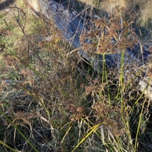 Cyperus eragrostis at Mount Majura - 17 Jun 2024