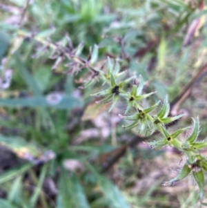 Echium plantagineum at Mount Majura - 17 Jun 2024