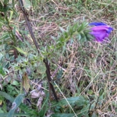 Echium plantagineum at Mount Majura - 17 Jun 2024