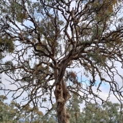 Eucalyptus polyanthemos subsp. polyanthemos (Red Box) at Mount Taylor - 21 Jun 2024 by LPadg
