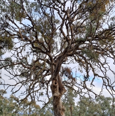 Eucalyptus polyanthemos subsp. polyanthemos (Red Box) at Fisher, ACT - 20 Jun 2024 by LPadg