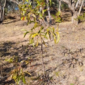 Acacia implexa at Mount Taylor - 18 Jun 2024