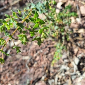 Pultenaea spinosa at Wee Jasper, NSW - 19 Jun 2024 01:08 PM