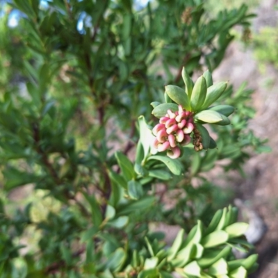 Grevillea iaspicula (Wee Jasper Grevillea) at Wee Jasper, NSW - 19 Jun 2024 by forest17178