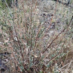 Brachyloma daphnoides (Daphne Heath) at Mount Taylor - 20 Jun 2024 by LPadg