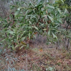 Acacia melanoxylon (Blackwood) at Mount Taylor - 20 Jun 2024 by LPadg