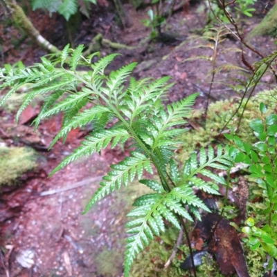 Rumohra adiantiformis (Leathery Shield-Fern) at Castle Forbes Bay, TAS - 20 Jun 2024 by Detritivore