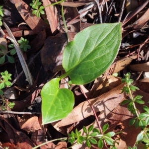 Zantedeschia aethiopica at Higgins, ACT - 21 Jun 2024