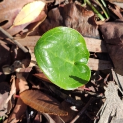 Zantedeschia aethiopica at Higgins, ACT - 21 Jun 2024