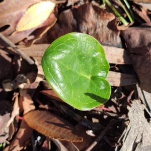 Zantedeschia aethiopica at Higgins, ACT - 21 Jun 2024