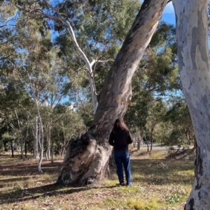 Eucalyptus blakelyi at Higgins Woodland - 21 Jun 2024