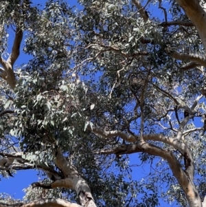 Eucalyptus blakelyi at Higgins Woodland - 21 Jun 2024