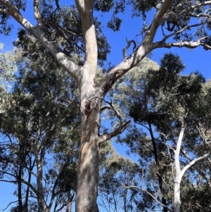 Eucalyptus blakelyi at Higgins Woodland - 21 Jun 2024