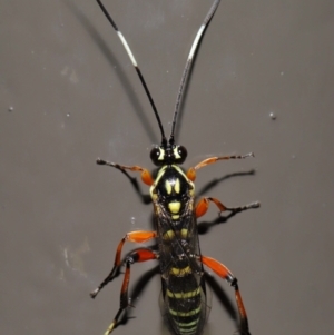 Ichneumonidae (family) at ANBG - 19 Jun 2024 12:33 PM