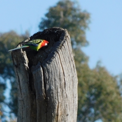 Platycercus eximius (Eastern Rosella) at Symonston, ACT - 20 Jun 2024 by CallumBraeRuralProperty