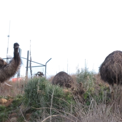 Dromaius novaehollandiae (Emu) at Uriarra Village, ACT - 22 Aug 2014 by AndyRoo