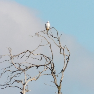 Elanus axillaris (Black-shouldered Kite) at Symonston, ACT - 20 Jun 2024 by CallumBraeRuralProperty