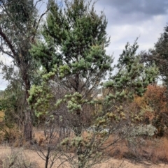 Callitris glaucophylla (White Cypress Pine) at Inverell, NSW - 21 Jun 2024 by MB