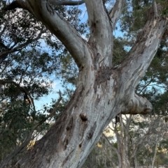 Eucalyptus blakelyi (Blakely's Red Gum) at Cook, ACT - 21 Jun 2024 by lbradley