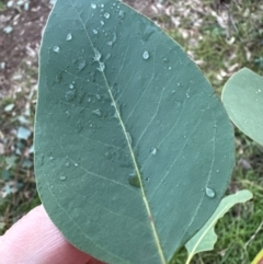 Eucalyptus blakelyi at Mount Painter - 21 Jun 2024 04:31 PM