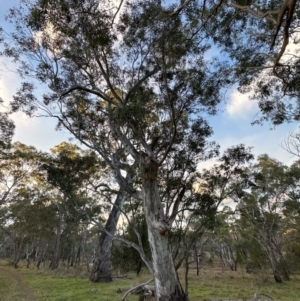 Eucalyptus blakelyi at Mount Painter - 21 Jun 2024 04:31 PM