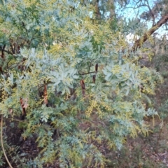 Acacia baileyana (Cootamundra Wattle, Golden Mimosa) at Isaacs Ridge - 21 Jun 2024 by Mike