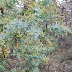 Acacia baileyana (Cootamundra Wattle, Golden Mimosa) at Isaacs Ridge - 21 Jun 2024 by Mike