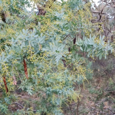 Acacia baileyana (Cootamundra Wattle, Golden Mimosa) at Isaacs Ridge - 21 Jun 2024 by Mike