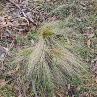 Nassella trichotoma (Serrated Tussock) at Isaacs Ridge - 21 Jun 2024 by Mike