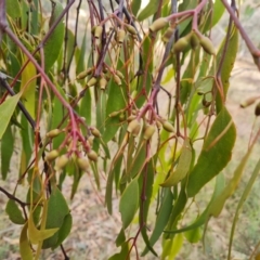 Amyema miquelii (Box Mistletoe) at Isaacs Ridge - 21 Jun 2024 by Mike