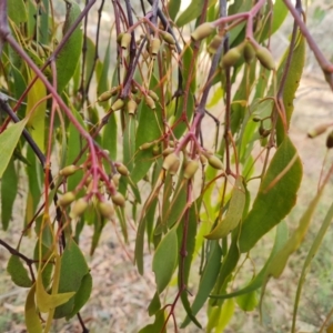 Amyema miquelii at Isaacs Ridge and Nearby - 21 Jun 2024 03:37 PM