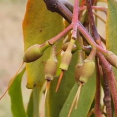 Amyema miquelii at Isaacs Ridge and Nearby - 21 Jun 2024