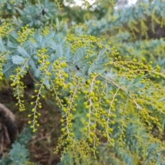 Acacia baileyana (Cootamundra Wattle, Golden Mimosa) at Isaacs Ridge and Nearby - 21 Jun 2024 by Mike