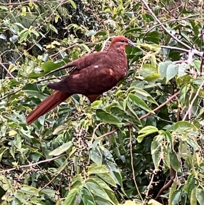 Macropygia phasianella (Brown Cuckoo-dove) at Mount Archer, QLD - 21 Jun 2024 by rnixon1