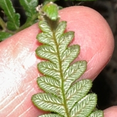 Pteridium esculentum (Bracken) at Cook, ACT - 21 Jun 2024 by lbradley